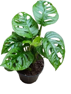 Monstera Adasonii 1 Planta De Interior Ø12 - 30 Cm