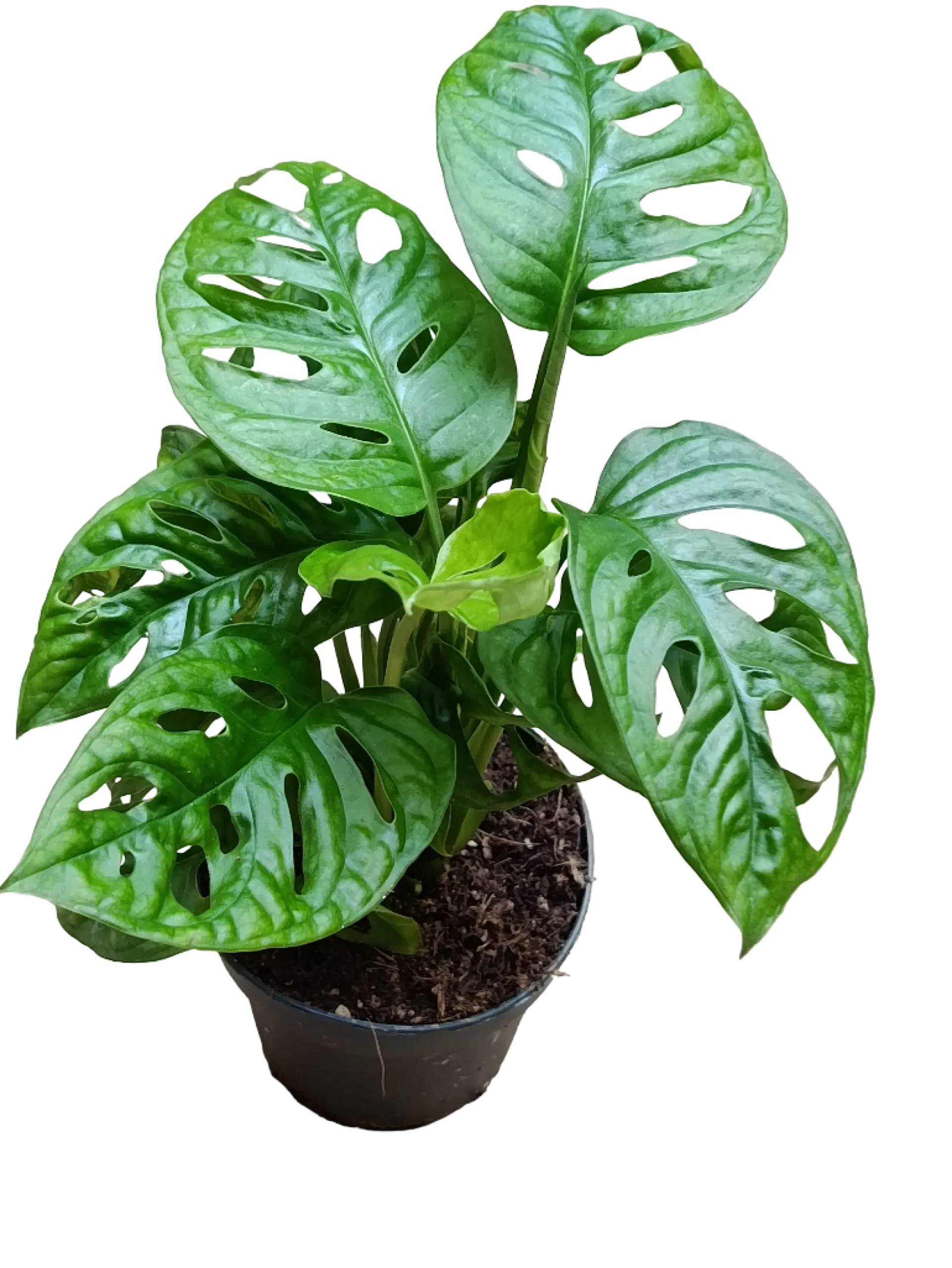 Monstera Adasonii 1 Planta De Interior Ø12 - 30 Cm