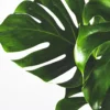 Monstera Deliciosa | Altura 70cm - Maceta 17cm