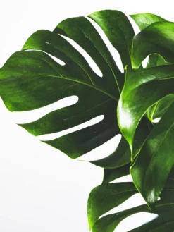 Monstera Deliciosa | Altura 70cm - Maceta 17cm