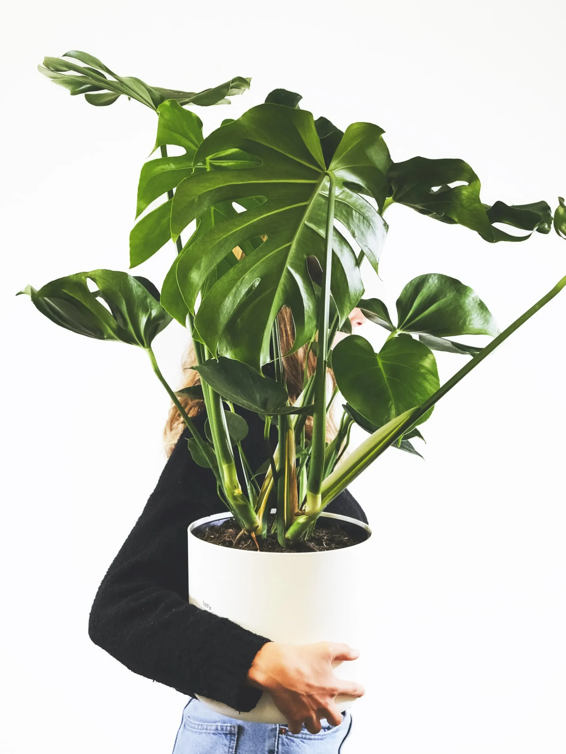 Monstera Deliciosa | Altura 70cm - Maceta 17cm
