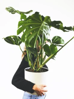 Monstera Deliciosa | Altura 70cm - Maceta 17cm