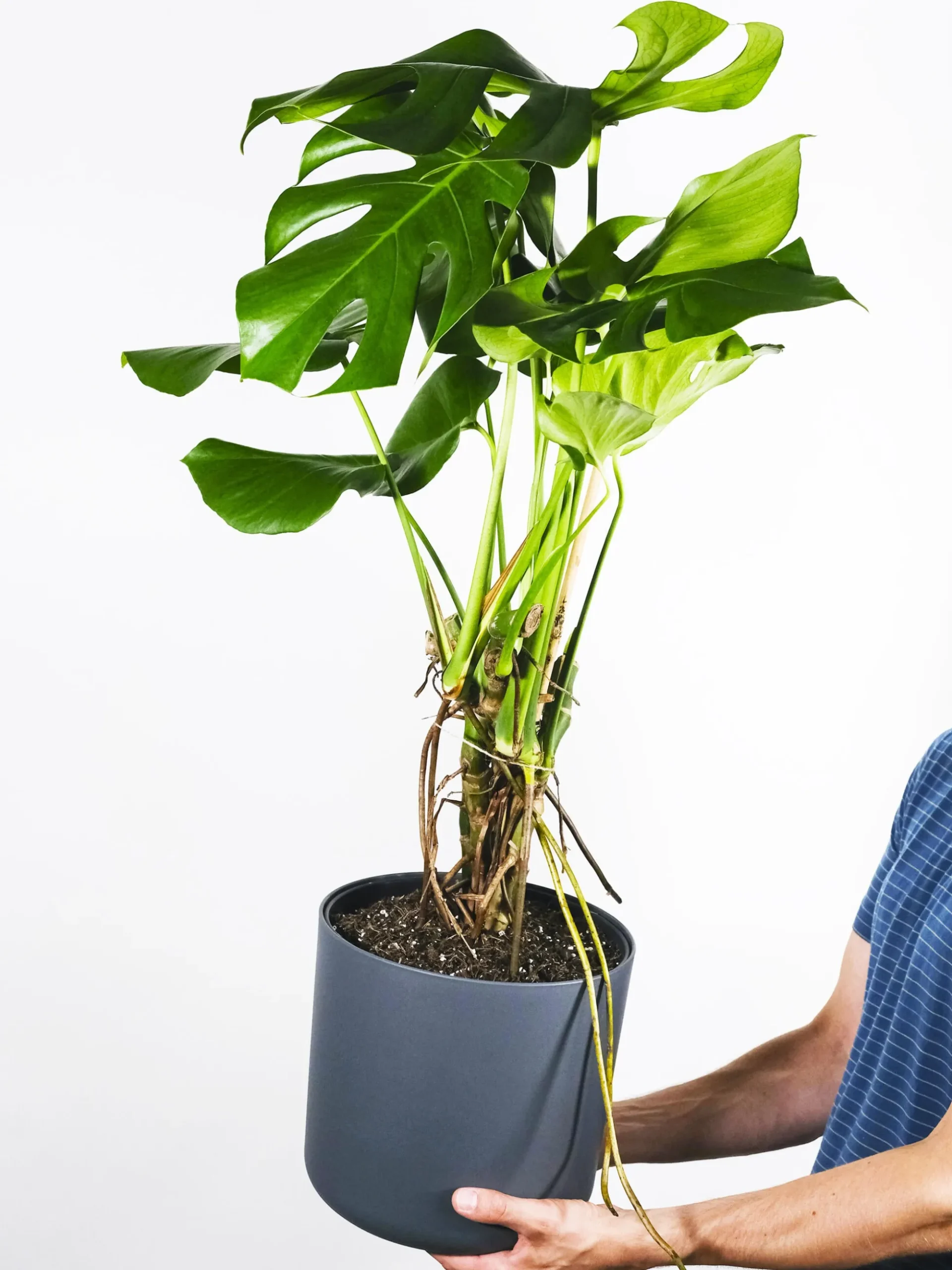 Monstera Deliciosa | Altura 70cm - Maceta 17cm