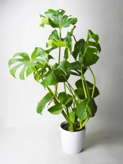 Monstera Deliciosa | Altura 70cm - Maceta 17cm