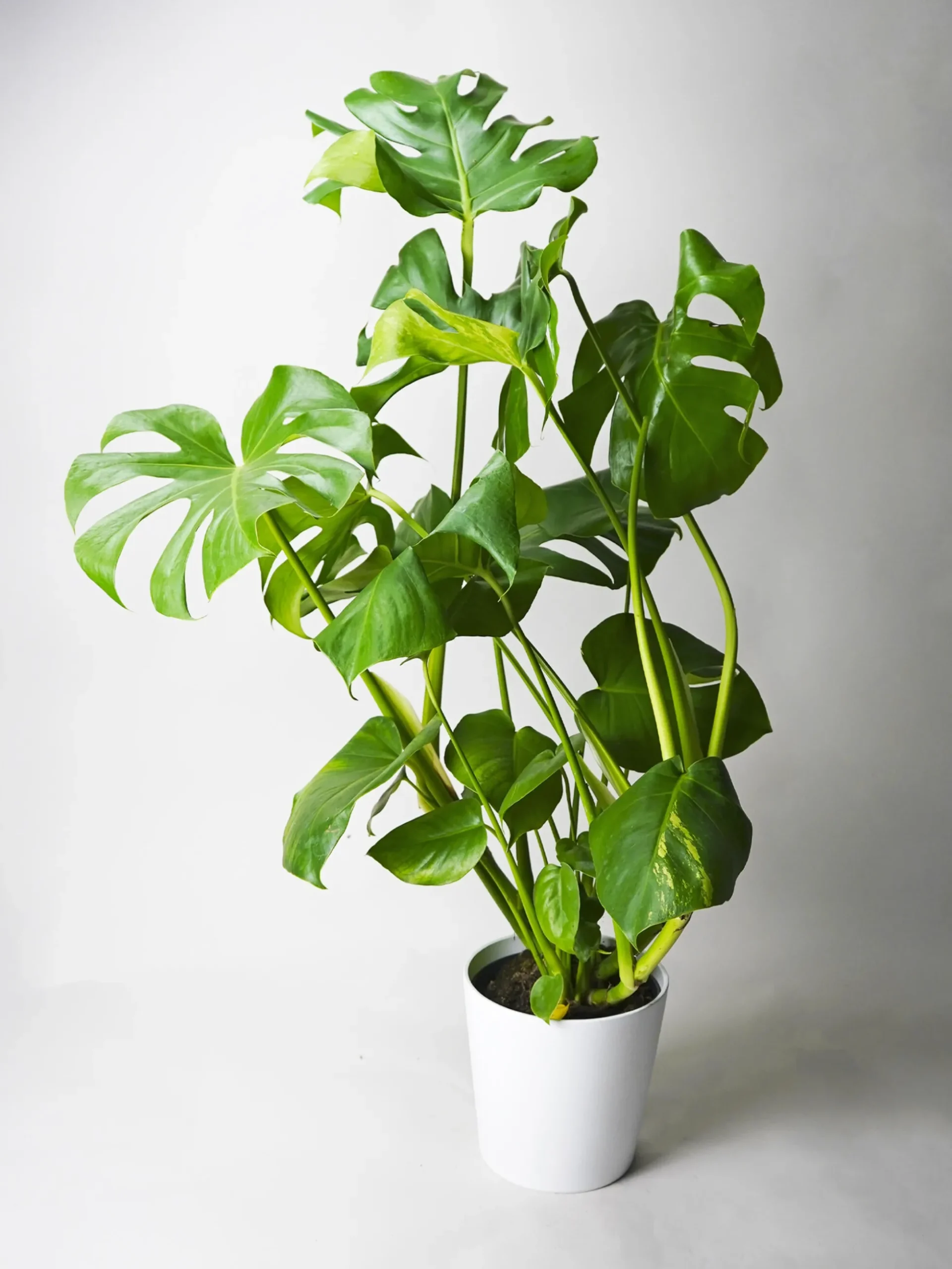 Monstera Deliciosa | Altura 70cm - Maceta 17cm