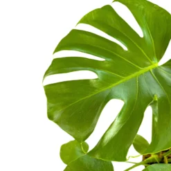 Monstera Deliciosa O Costilla De Adán Planta De Interior Resistente