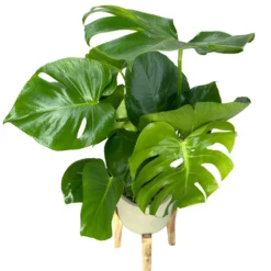 Monstera Deliciosa O Costilla De Adán Planta De Interior Resistente