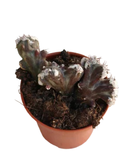Monvillea Crestata Planta Suculenta Ø5
