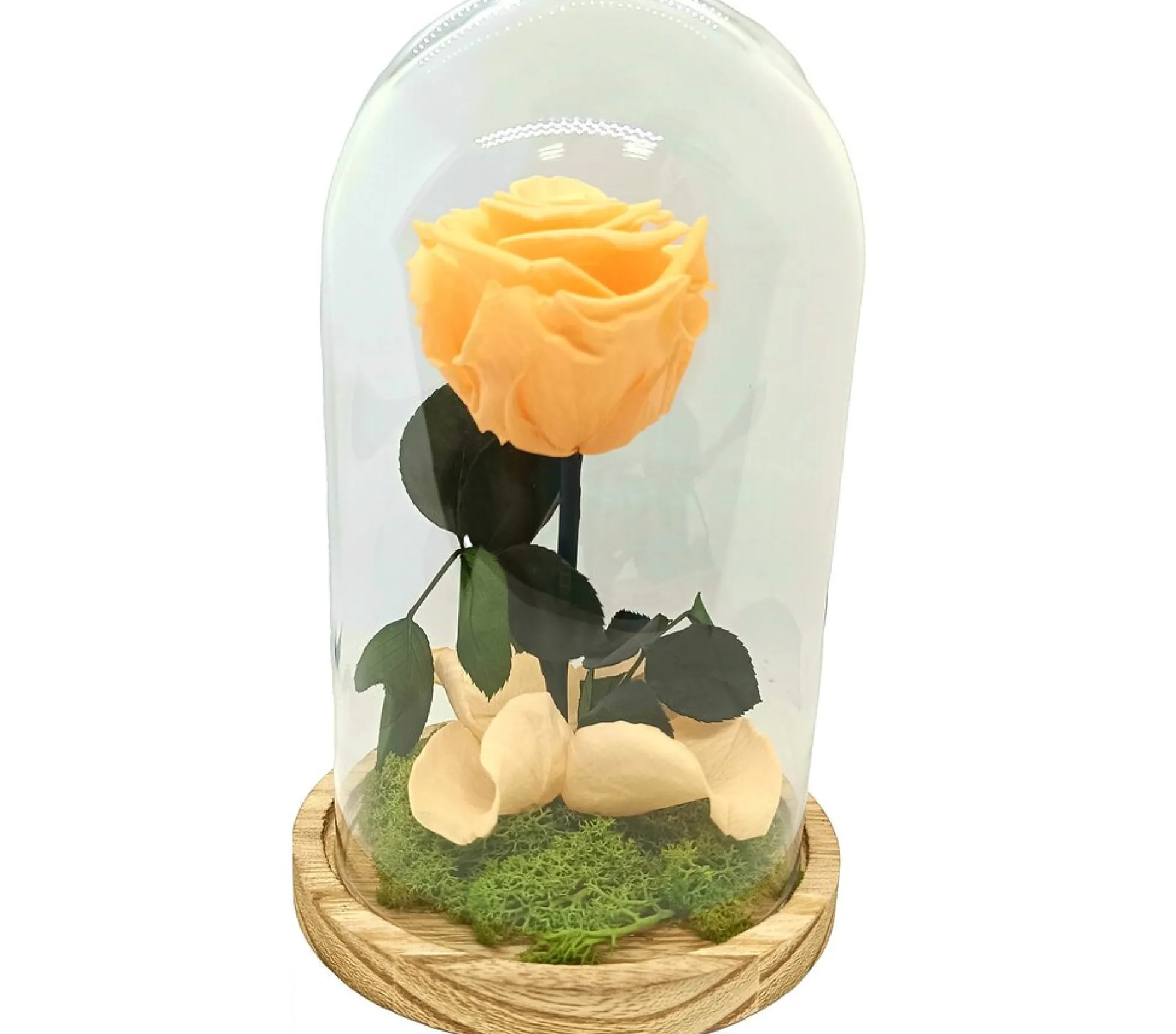 Mundo Eterno Rosa En Cúpula Melocotón 12x20cm