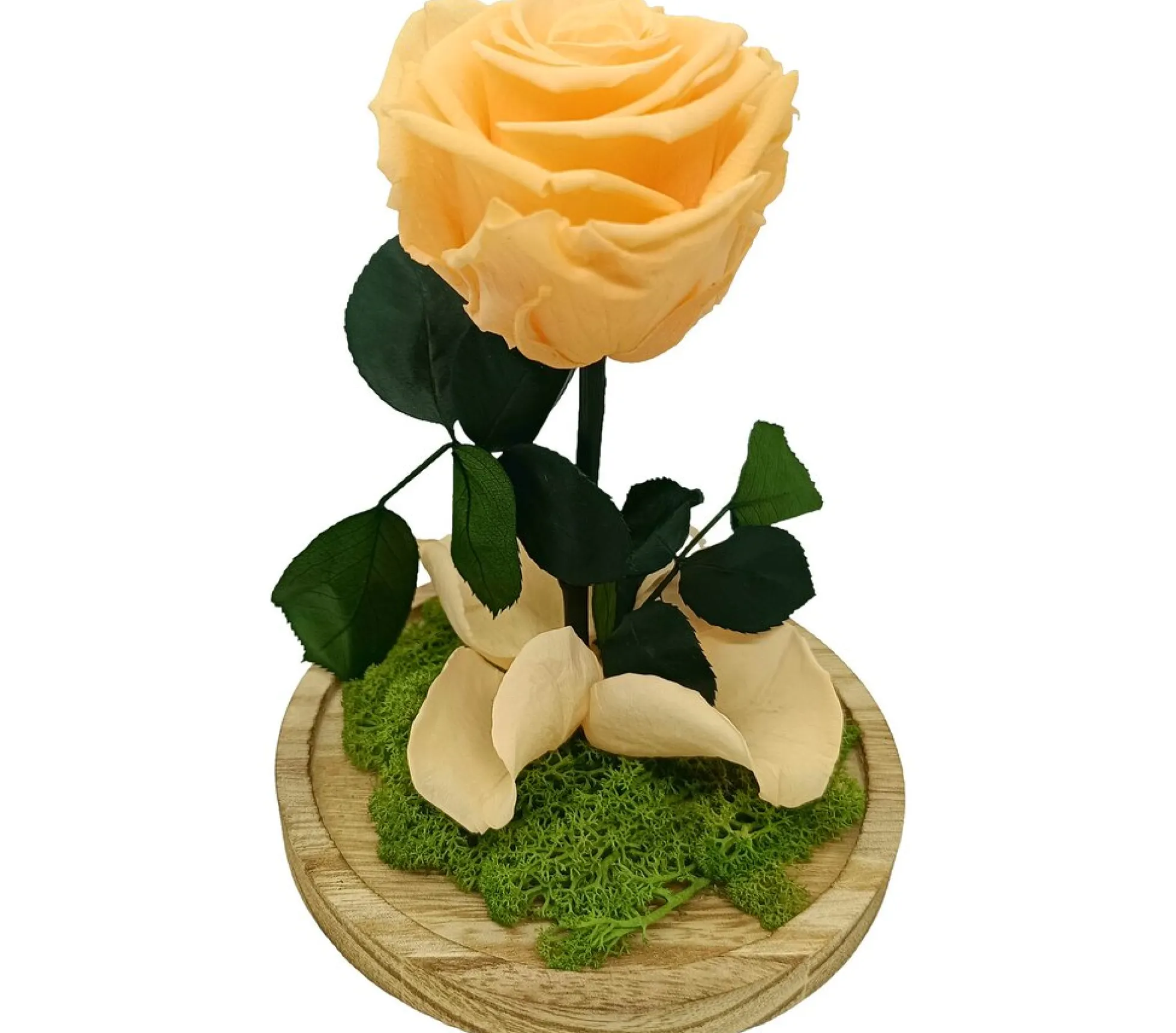 Mundo Eterno Rosa En Cúpula Melocotón 12x20cm