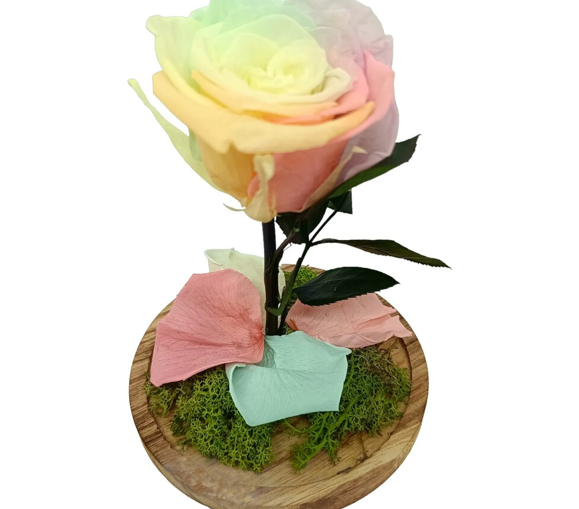 Mundo Eterno Rosa En Cúpula Multicolor Pastel 12x20cm