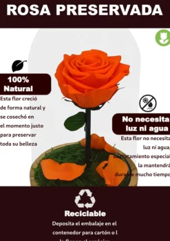 Mundo Eterno Rosa En Cúpula Naranja 12x20cm