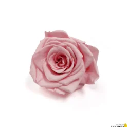 Mundo Eterno Rosa En Cúpula Rosa 12x20cm