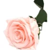 Mundo Eterno Rosa Preservada Rosa Claro (light Pink) 35cm