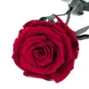 Mundo Eterno Rosa Preservada Roja 35cm