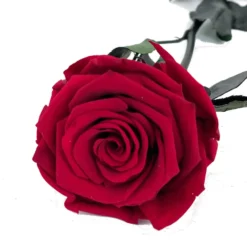 Mundo Eterno Rosa Preservada Roja 35cm