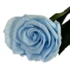 Mundo Eterno Rosa Preservada Azul Claro 35cm
