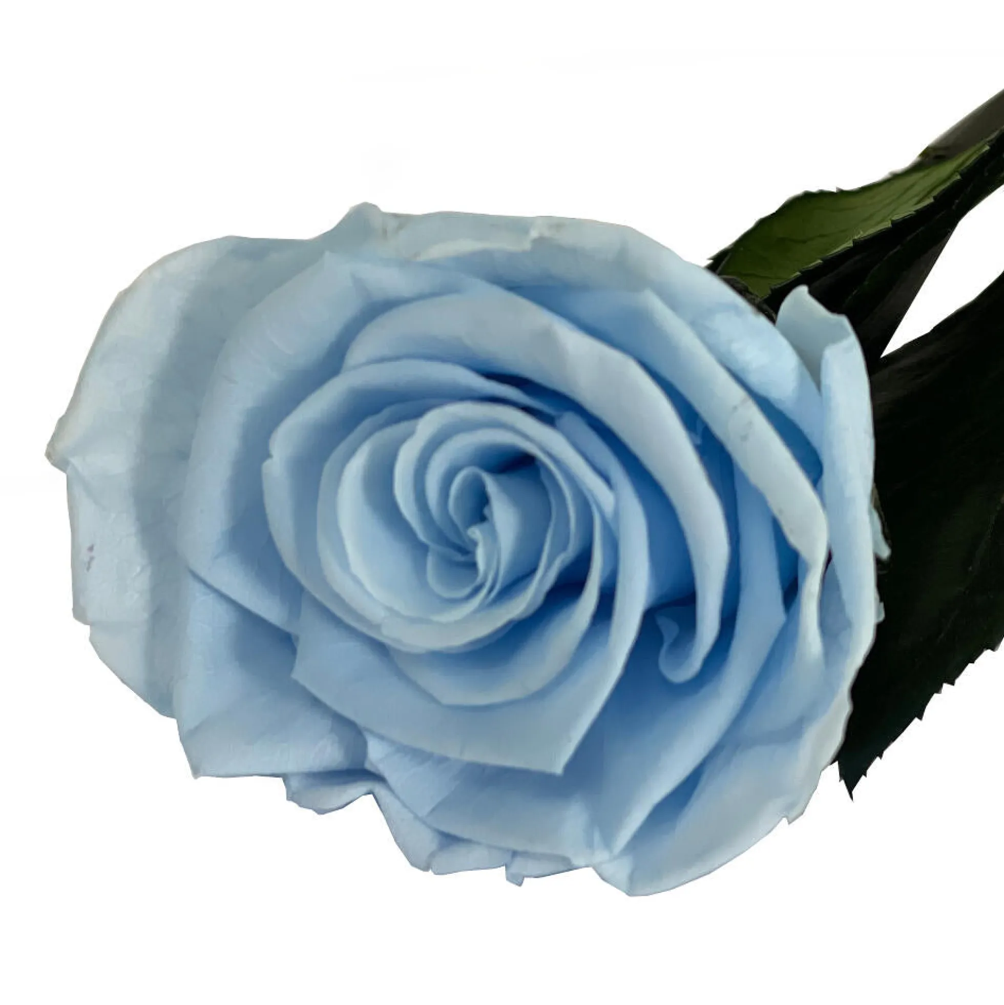Mundo Eterno Rosa Preservada Azul Claro 35cm