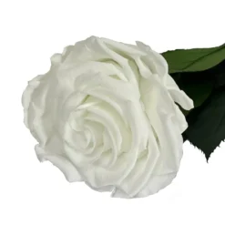 Mundo Eterno Rosa Preservada Blanca 55cm