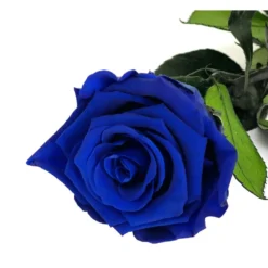 Mundo Eterno Rosa Preservada Azul Oscuro 55cm