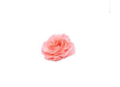 Mundo Eterno Rosa Preservada Abierta Rosa 10cm