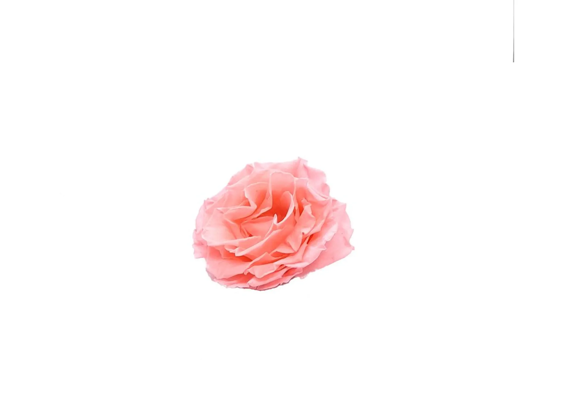 Mundo Eterno Rosa Preservada Abierta Rosa 10cm