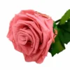 Mundo Eterno Rosa Preservada Dusty Pink 25cm