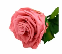Mundo Eterno Rosa Preservada Dusty Pink 25cm