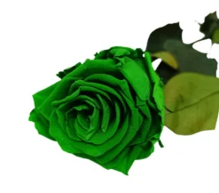 Mundo Eterno Rosa Preservada Verde 55cm