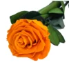 Mundo Eterno Rosa Preservada Naranja 35cm