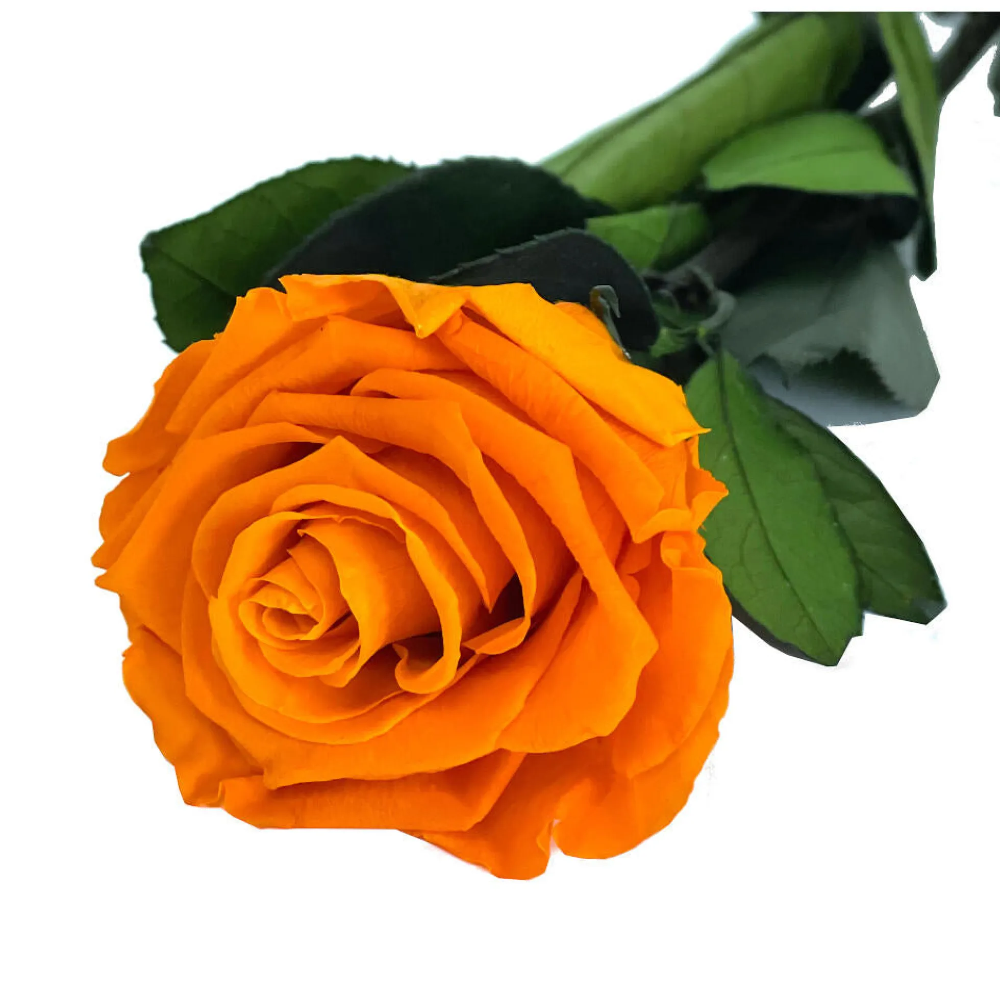Mundo Eterno Rosa Preservada Naranja 35cm