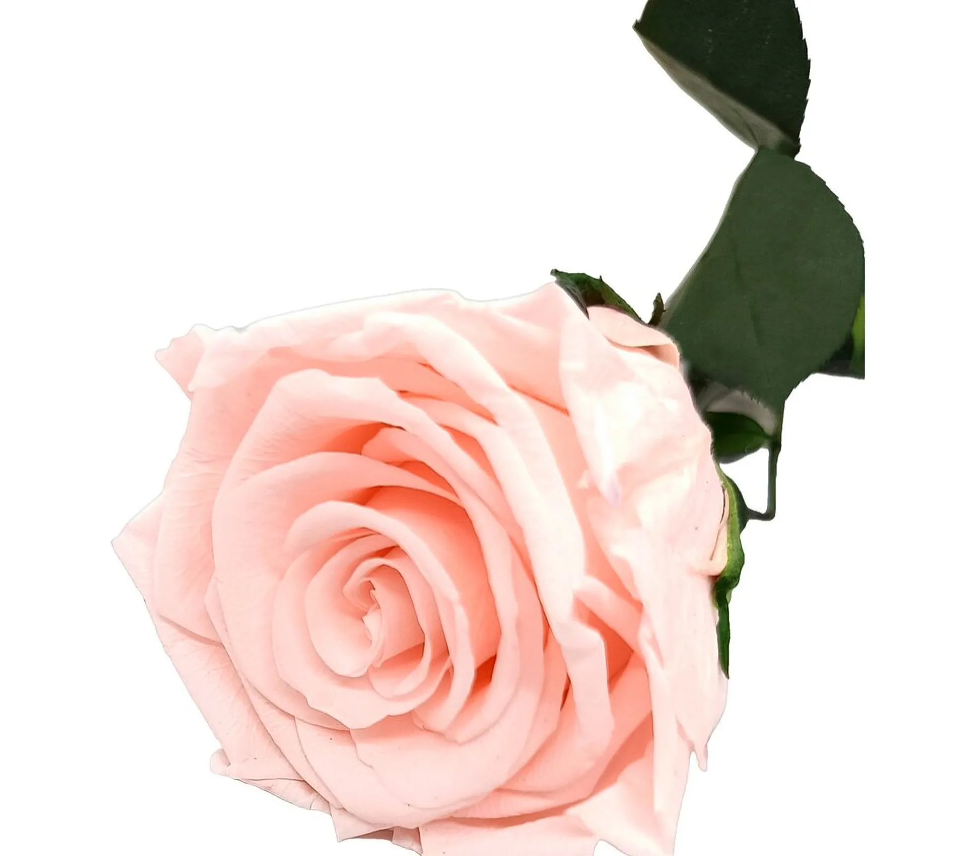 Mundo Eterno Rosa Preservada Rosa Claro (light Pink) 55cm
