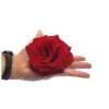 Mundo Eterno Rosa Preservada Abierta Roja 10cm