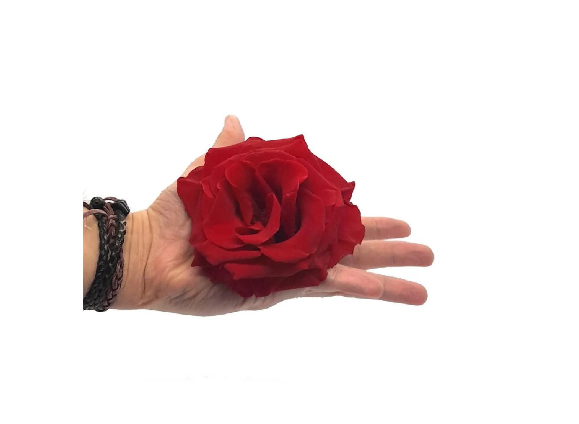 Mundo Eterno Rosa Preservada Abierta Roja 10cm