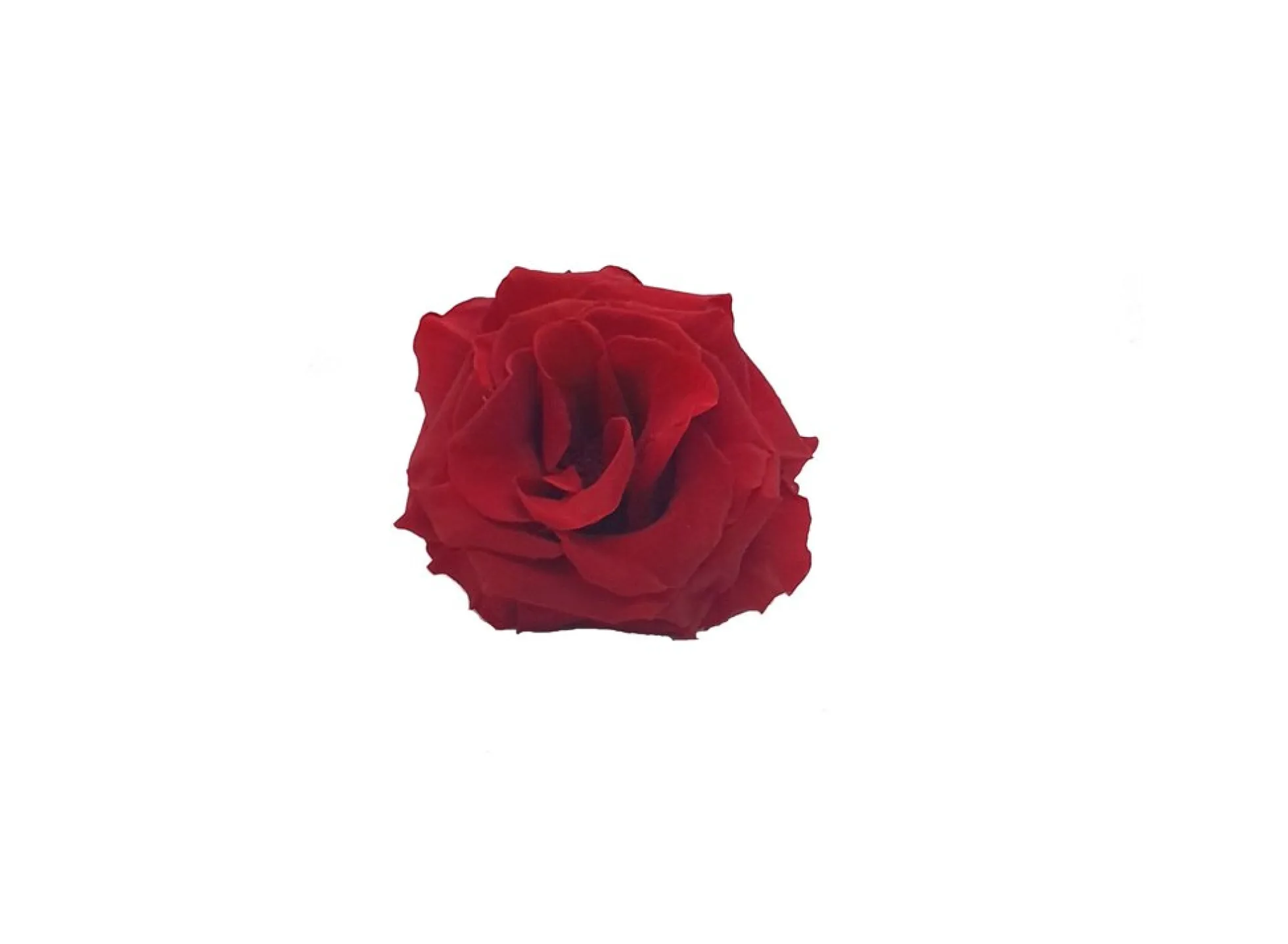 Mundo Eterno Rosa Preservada Abierta Roja 10cm