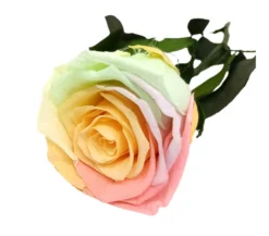 Mundo Eterno Rosa Preservada Multicolor Pastel 55cm