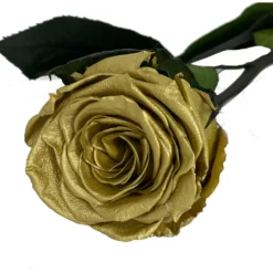 Mundo Eterno Rosa Preservada Oro 35cm