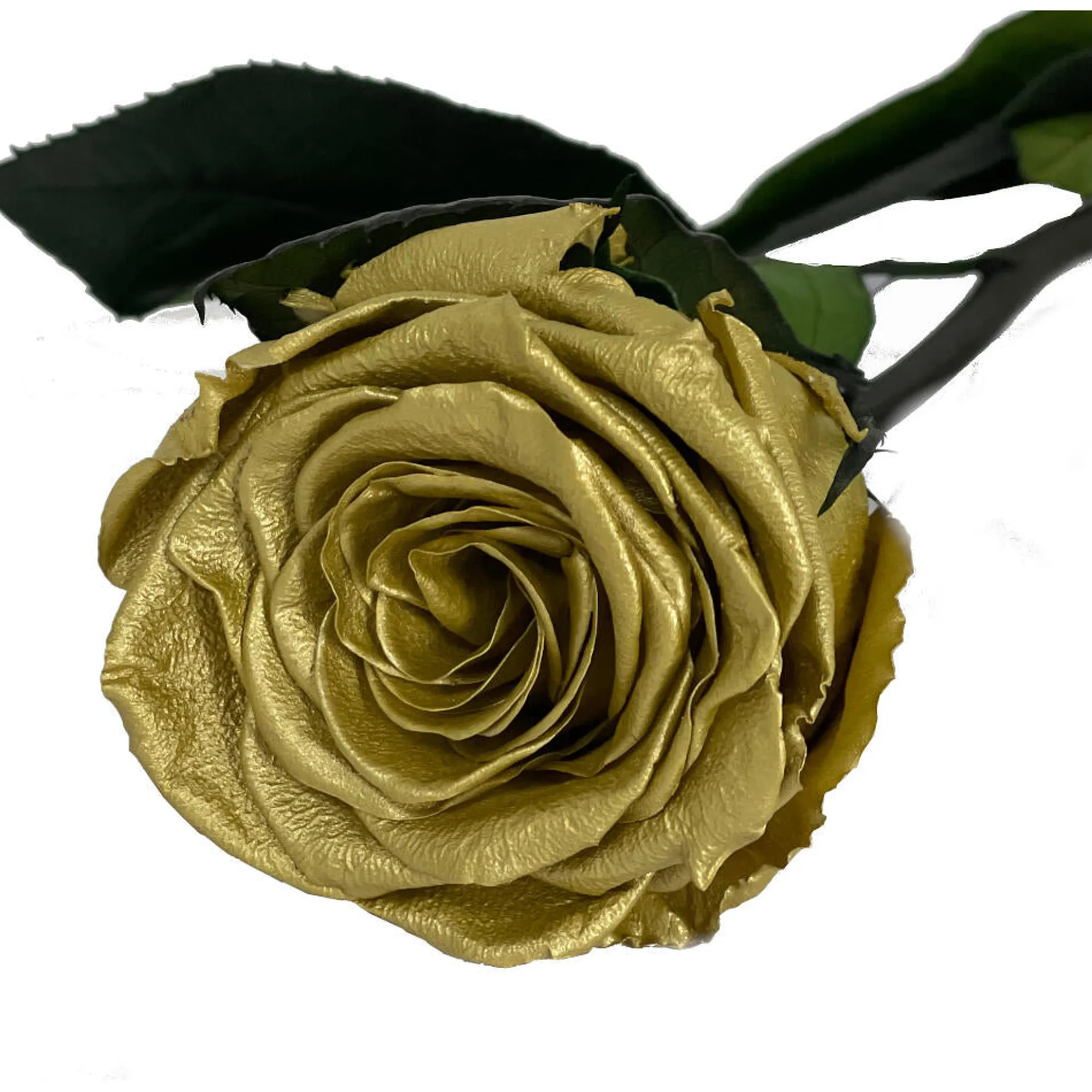 Mundo Eterno Rosa Preservada Oro 55cm
