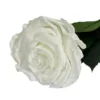 Mundo Eterno Rosa Preservada Blanca 35cm