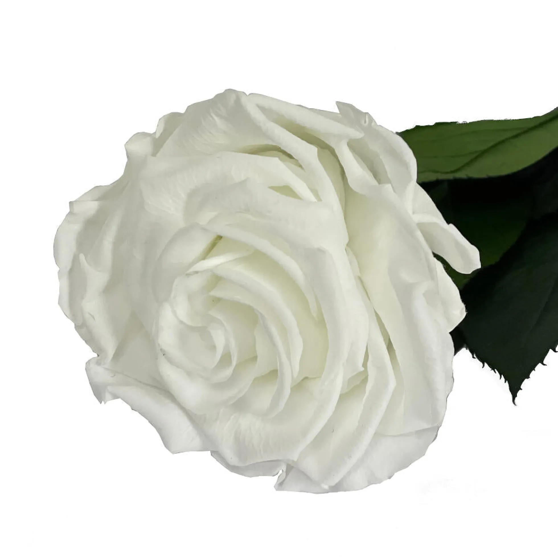 Mundo Eterno Rosa Preservada Blanca 35cm