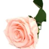 Mundo Eterno Rosa Preservada Light Pink 25cm