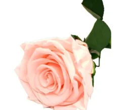 Mundo Eterno Rosa Preservada Light Pink 25cm