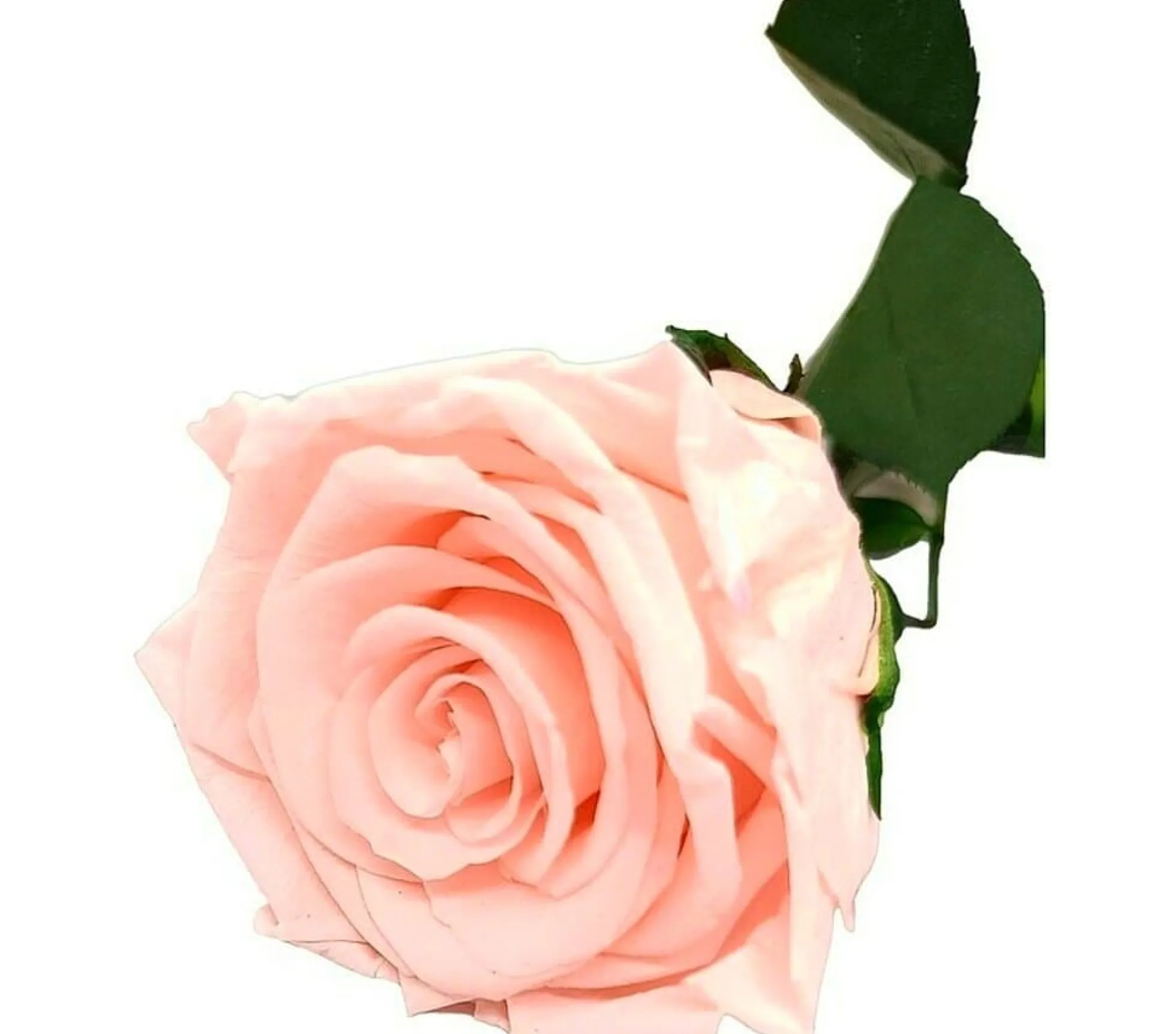 Mundo Eterno Rosa Preservada Light Pink 25cm