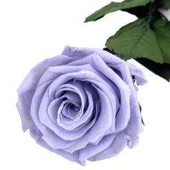 Mundo Eterno Rosa Preservada Lavanda 55cm