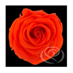 Mundo Eterno Rosa Preservada Botón Naranja