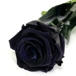 Mundo Eterno Rosa Preservada Negra 35cm