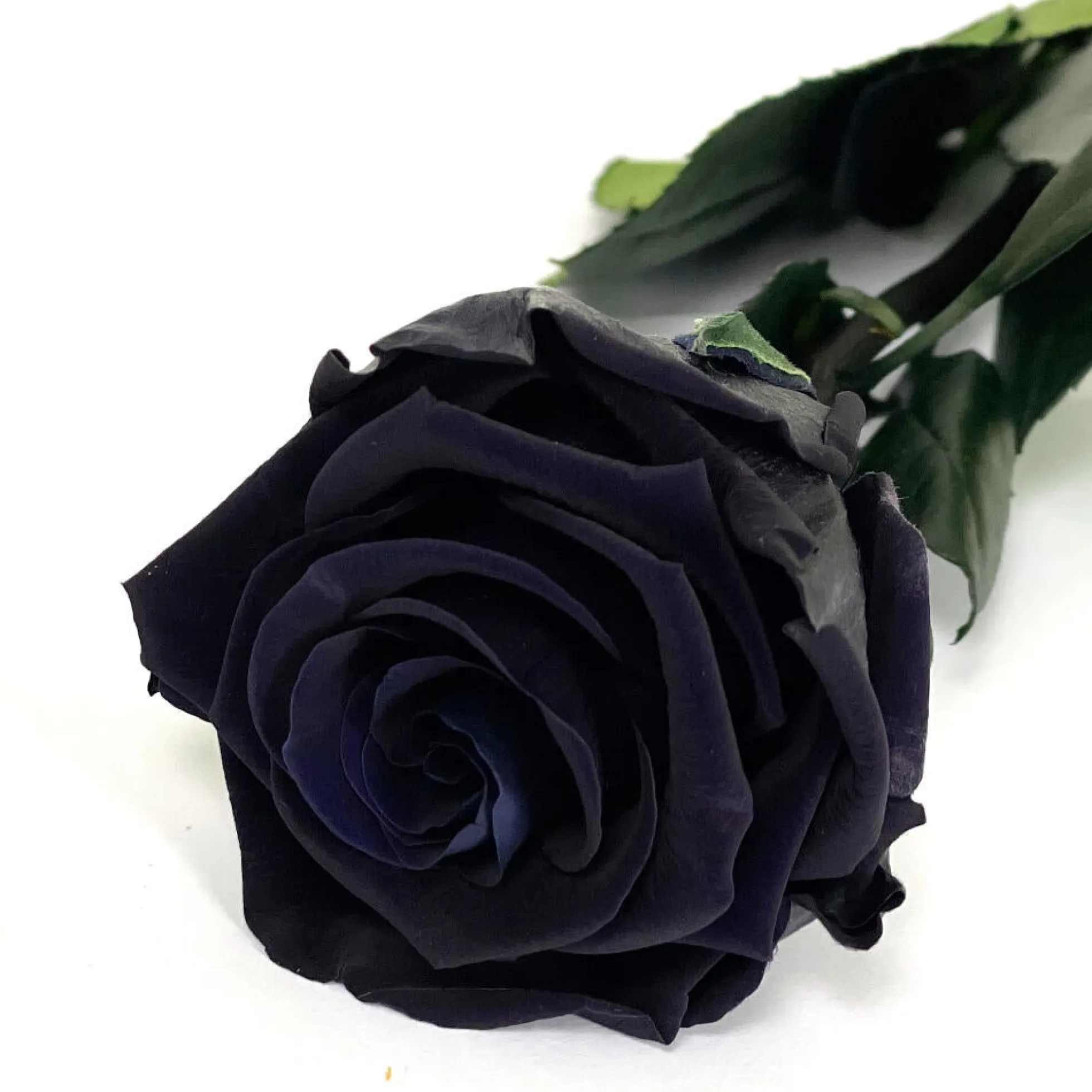 Mundo Eterno Rosa Preservada Negra 35cm