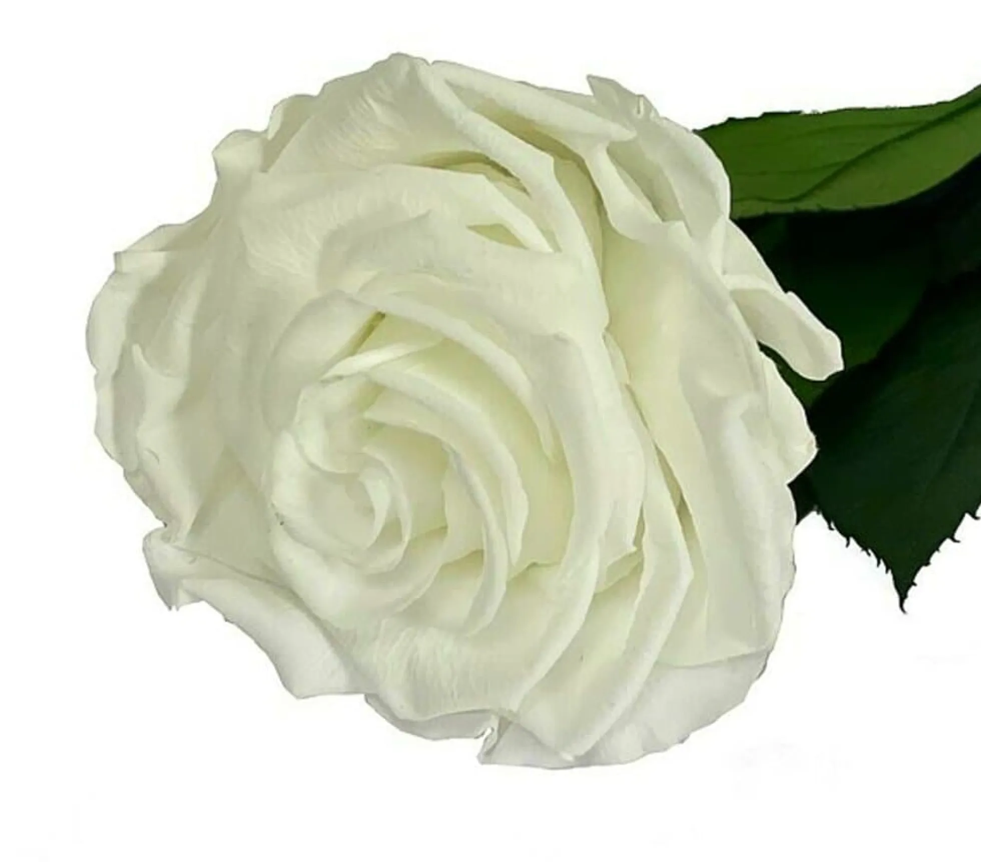 Mundo Eterno Rosa Preservada Blanca 25cm