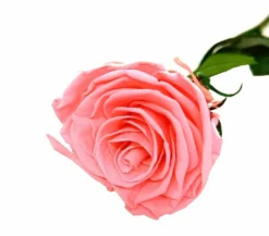 Mundo Eterno Rosa Preservada Rosewood 25cm
