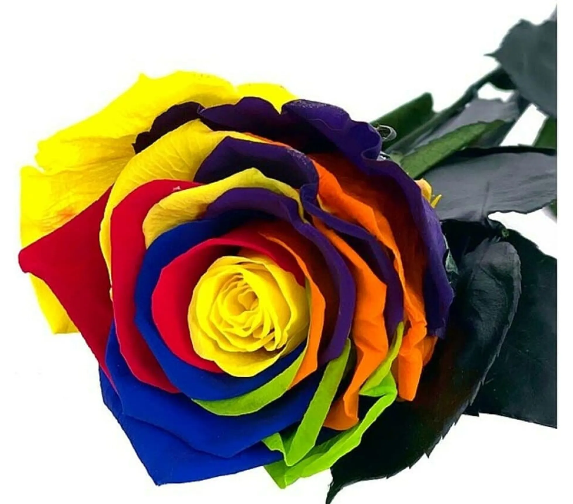 Mundo Eterno Rosa Preservada Multicolor 25cm